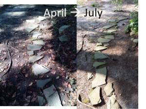 Moss planted in April (left) and moss growth through July (right)