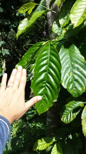 C. canephora leaves are huge!