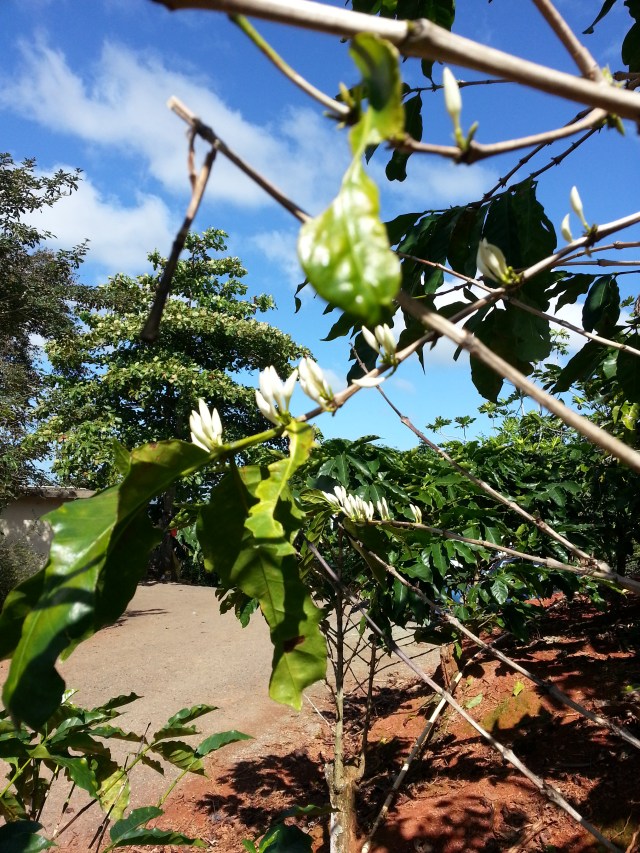 Magda Ramirez (peacock) (7).jpg